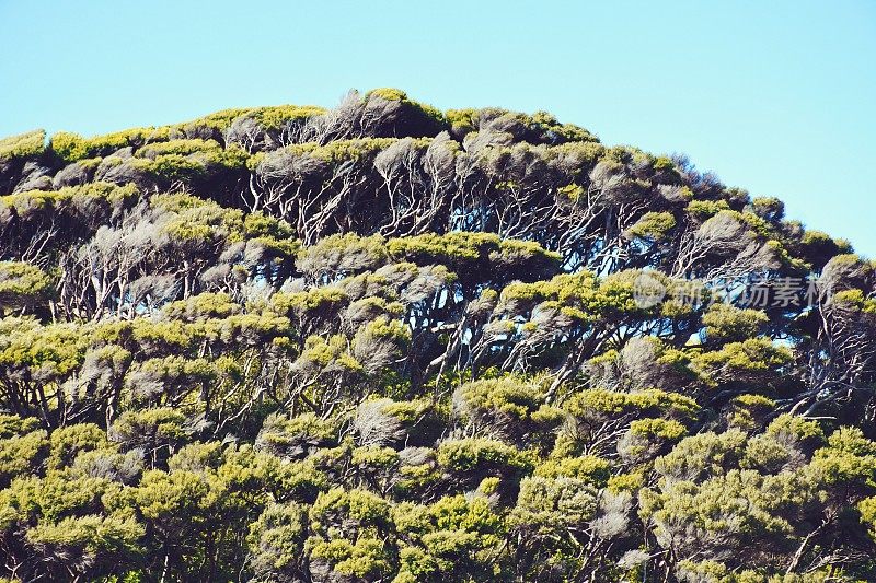 新西兰本土的Kunzea ericoides或Kanuka树对抗乡村景观